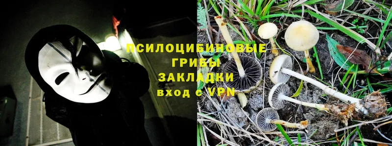 купить наркоту  Вилючинск  Галлюциногенные грибы MAGIC MUSHROOMS 